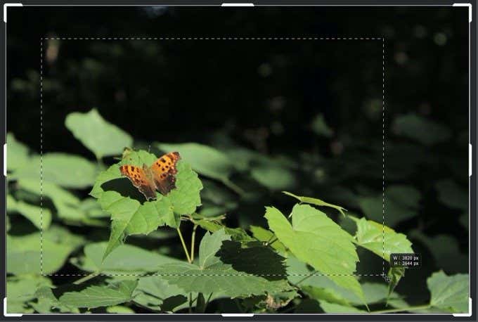How To Crop In Photoshop image 3